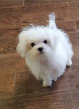 Puppies for sale maltese - Azerbaijan, Azerbaijan