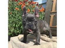 Puppies for sale french bulldog - Belgium, Gant