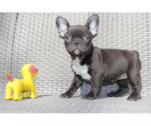 Puppies for sale french bulldog - Ukraine, Zaporizhzhya