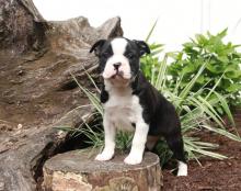 Puppies for sale boston terrier - Slovakia, Olomouc