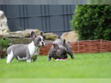 Puppies for sale french bulldog - Belarus, Brest