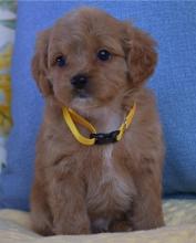 Puppies for sale ,  cockapoo - Azerbaijan, Azerbaijan