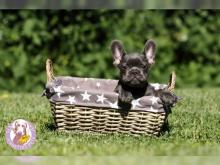 Puppies for sale french bulldog - Belarus, Grodno