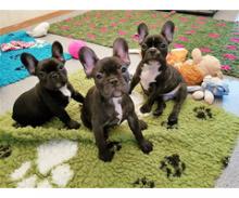 Puppies for sale french bulldog - Germany, Augsburg