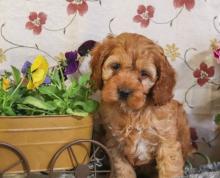 Puppies for sale , cavapoo - Russia, Samara