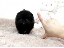 Puppies for sale pomeranian spitz - Kazakhstan, Oral