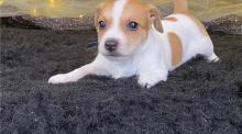 Puppies for sale jack russell terrier - Sweden, Helsingborg