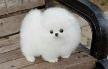 Puppies for sale , pomeranian  - USA, Maine
