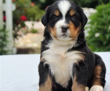 Puppies for sale bernese mountain dog - Belarus, Grodno