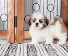 Puppies for sale shih tzu - Ireland, Dublin