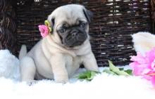 Puppies for sale pug - Netherlands, Bergen aan Zee