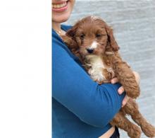 Puppies for sale , cavapoo - Ireland, Dublin