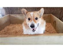 Puppies for sale , welsh corgi pembroke - Ireland, Dublin