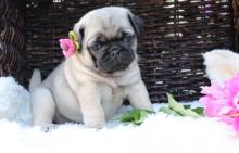 Puppies for sale pug - Luxembourg, Luxembourg