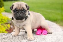 Puppies for sale pug - Hungary, Debrecen