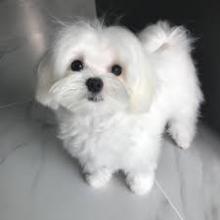 Puppies for sale maltese - Turkmenistan, Turkmenabad