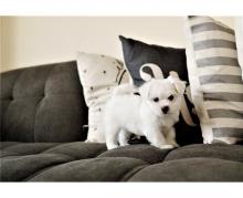 Puppies for sale maltese - Slovakia, Banska Bystrica