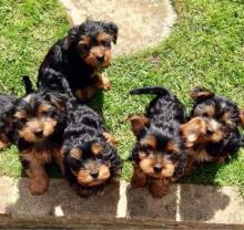 Puppies for sale yorkshire terrier - Germany, Stuttgart