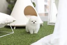 Puppies for sale pomeranian spitz - Belarus, Minsk