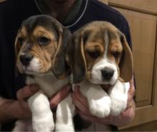 Puppies for sale beagle - Azerbaijan, Azerbaijan