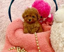 Puppies for sale other breed, teacup maltipoo puppies - Latvia, Riga