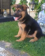 Puppies for sale german shepherd dog - Germany, Bonn