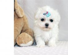 Puppies for sale maltese - Ireland, Cork