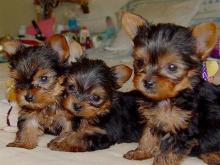 Puppies for sale yorkshire terrier - Czech Republic, Presov