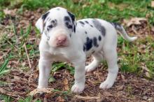Puppies for sale other breed, great dane puppies - Tajikistan, Istaravshan