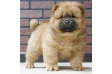Puppies for sale chow chow - Moldova, Chisinau