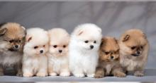 Puppies for sale pomeranian spitz - Czech Republic, Presov