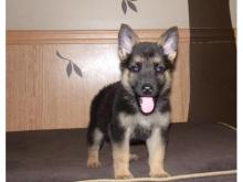 Puppies for sale german shepherd dog - Czech Republic, Presov