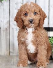 Puppies for sale , cockapoo - Armenia, Vanadzor