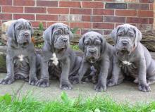 Puppies for sale neapolitan mastiff - France, Paris