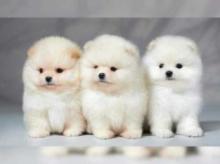 Puppies for sale pomeranian spitz - Romania, Alexandria
