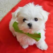 Puppies for sale maltese - France, Grenoble