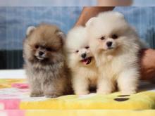 Puppies for sale pomeranian spitz - Czech Republic, Presov