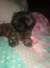 Puppies for sale shih tzu - Hungary, Pech