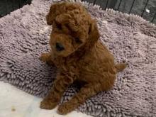 Puppies for sale toy-poodle - France, Paris. Price 21 €