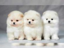 Puppies for sale pomeranian spitz - Germany, Bonn