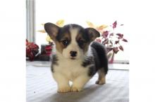 Puppies for sale other breed, pembroke welsh corgi puppies  - Latvia, Riga