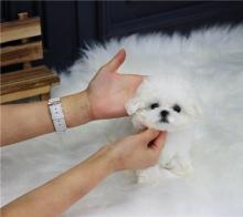 Puppies for sale maltese - Ukraine, Cherkasy