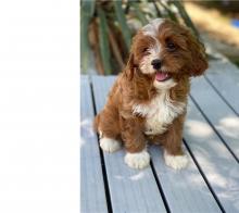 Puppies for sale other breed, cavapoo - Ireland, Dublin