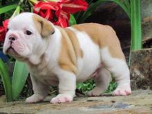 Puppies for sale english bulldog - United Kingdom, Coventry