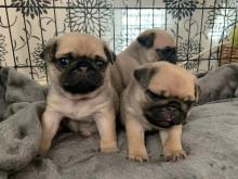 Puppies for sale pug - Portugal, Faro. Price 250 €