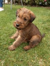 Puppies for sale irish setter - Malta, . Price 21 €