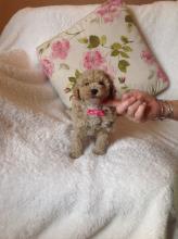 Puppies for sale toy-poodle - Portugal, Portalegre. Price 250 €