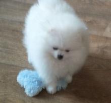 Puppies for sale pomeranian spitz - Portugal, Almada. Price 250 €