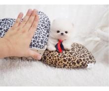 Puppies for sale pomeranian spitz - Ireland, Cork