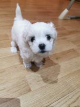 Puppies for sale maltese - Poland, Rybnik